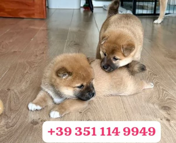 Regalo cuccioli di Shiba Inu | Foto 1