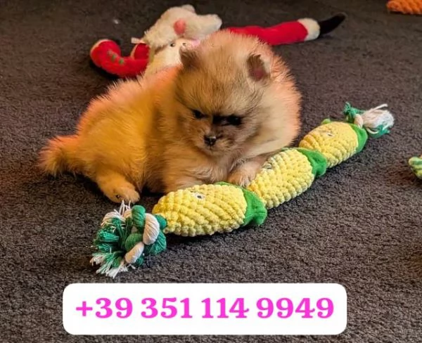 Regalo cuccioli di Volpino Pomerania | Foto 0