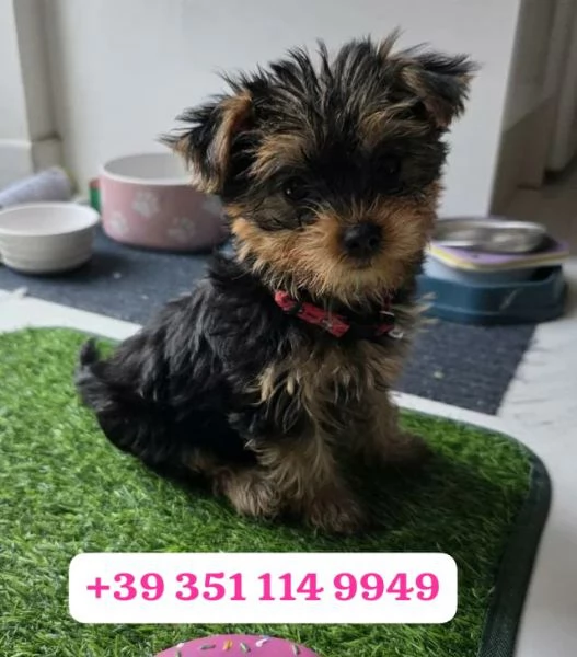 Regalo cuccioli di Yorkshire | Foto 0