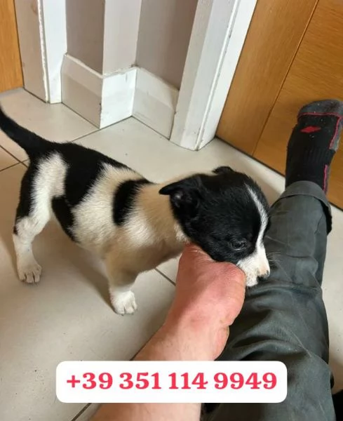 Regalo cuccioli di Border Collie | Foto 2