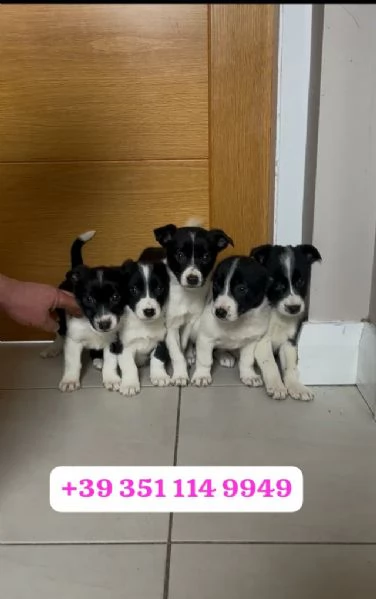 Regalo cuccioli di Border Collie