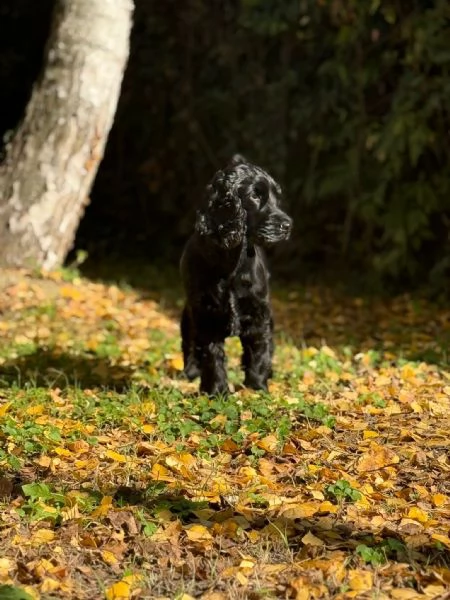 3 bellissimi cuccioli di cocker