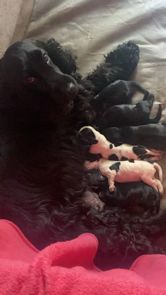 3 bellissimi cuccioli di cocker | Foto 0