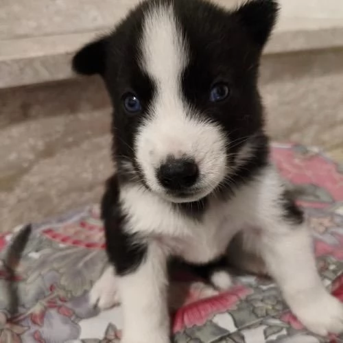 Cuccioli di Siberian Husky con Pedigree
