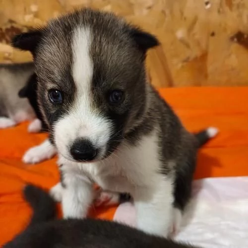 Cuccioli di Siberian Husky con Pedigree | Foto 4