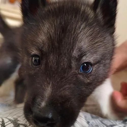 Cuccioli di Siberian Husky con Pedigree | Foto 3
