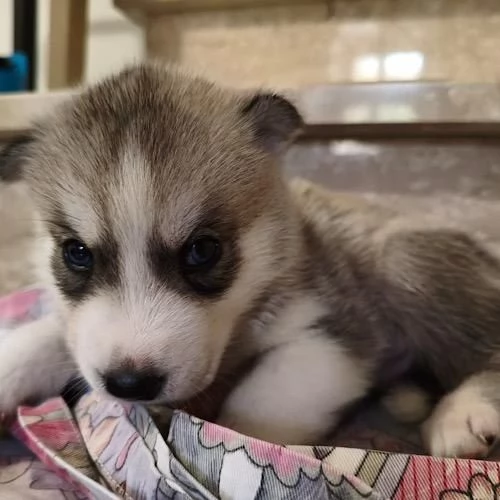 Cuccioli di Siberian Husky con Pedigree | Foto 2