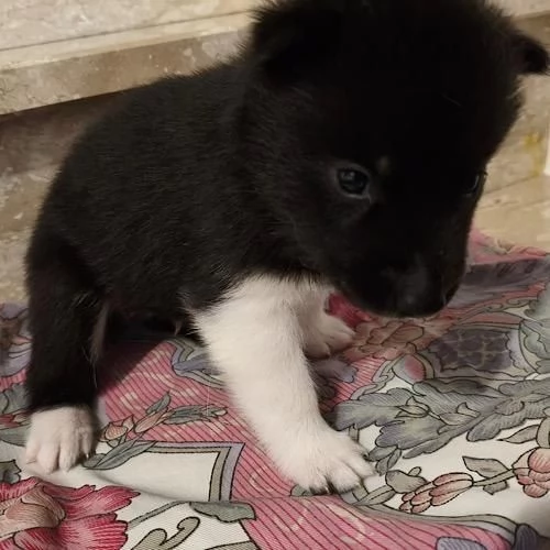 Cuccioli di Siberian Husky con Pedigree | Foto 1
