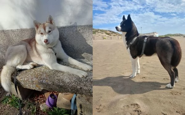 Cuccioli di Siberian Husky con Pedigree | Foto 0