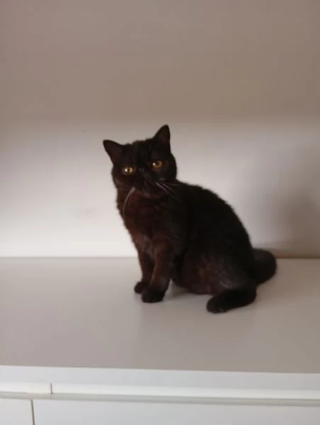 Barboncino nano femmina nero | Foto 1