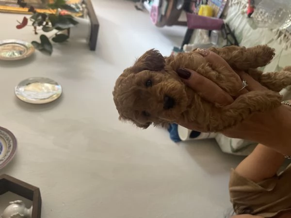 Barboncino toy