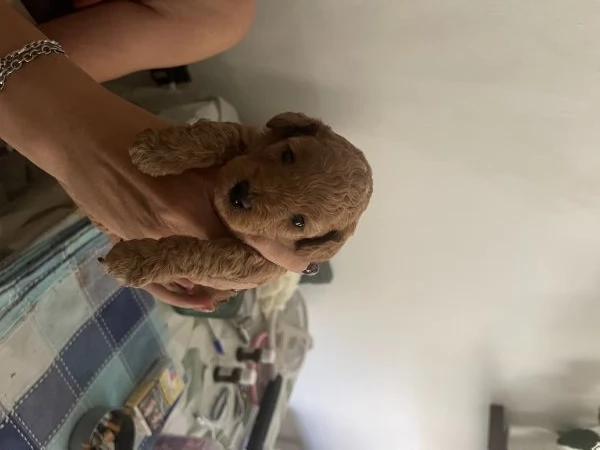 Barboncino toy | Foto 1