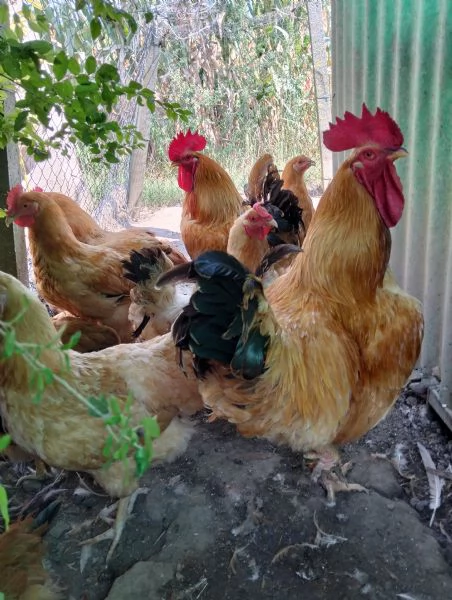 Vendita polli ornamentali  | Foto 3