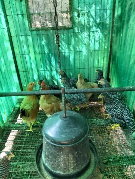 Vendita polli ornamentali  | Foto 1