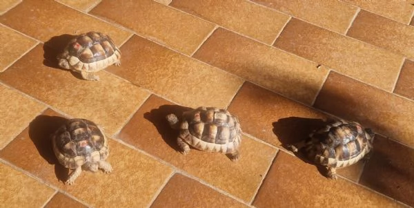 Tartarughe Testudo Hermanni