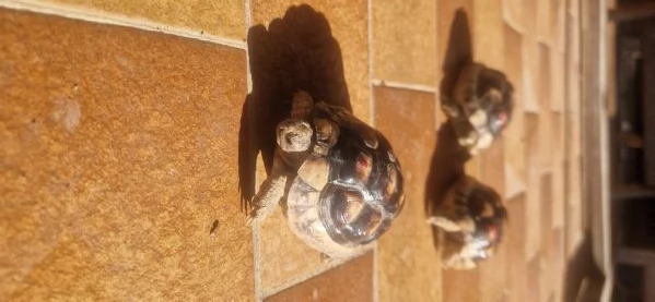 Tartarughe Testudo Hermanni | Foto 2