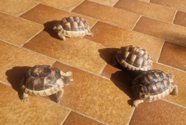 Tartarughe Testudo Hermanni | Foto 1