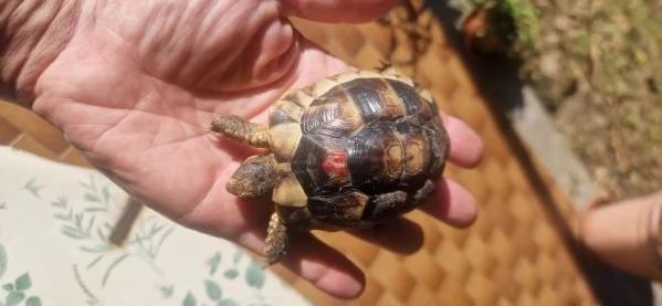 Tartarughe Testudo Hermanni | Foto 0