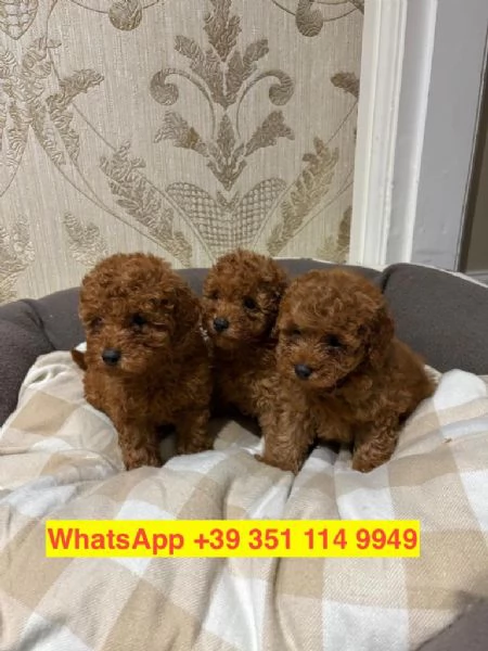  cuccioli di barboncino maschio e femmina