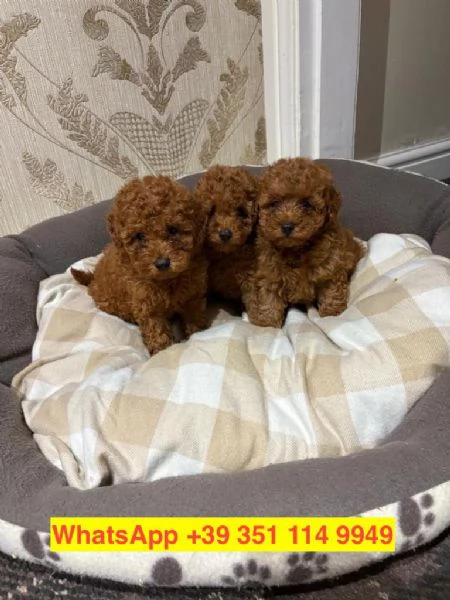  cuccioli di barboncino maschio e femmina | Foto 2