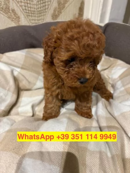  cuccioli di barboncino maschio e femmina | Foto 1