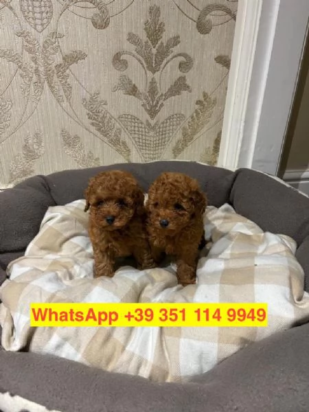  cuccioli di barboncino maschio e femmina | Foto 0