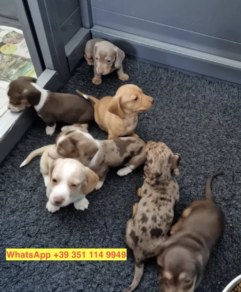  cuccioli di  Bassotto maschio e femmina | Foto 1