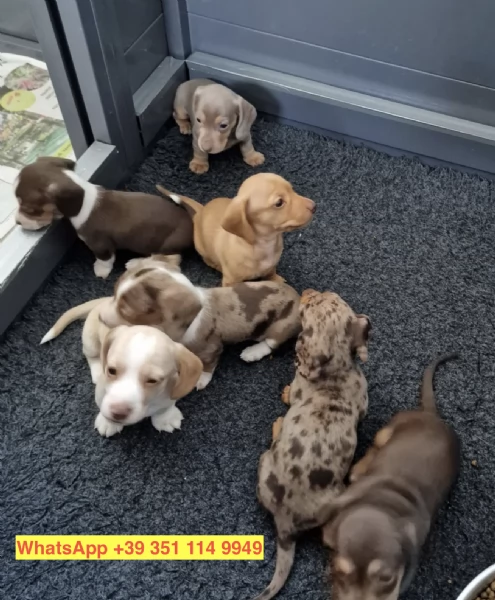  cuccioli di  Bassotto maschio e femmina | Foto 0