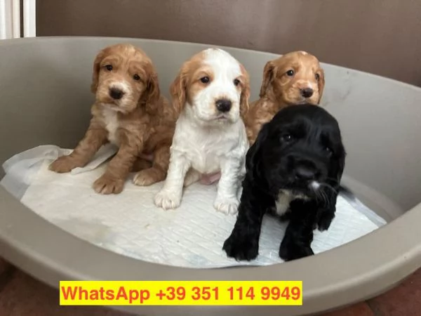  cuccioli di  Cocker Spaniel Inglese maschio e femmina