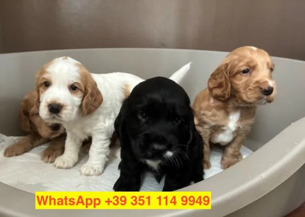  cuccioli di  Cocker Spaniel Inglese maschio e femmina | Foto 1