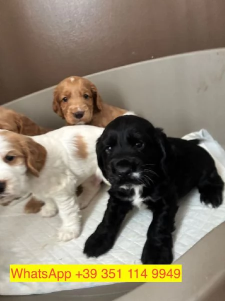  cuccioli di  Cocker Spaniel Inglese maschio e femmina | Foto 0