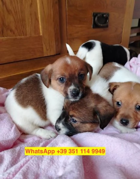  cuccioli di  Jack Russel maschio e femmina | Foto 2