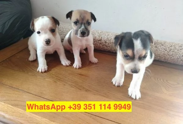  cuccioli di  Jack Russel maschio e femmina | Foto 0