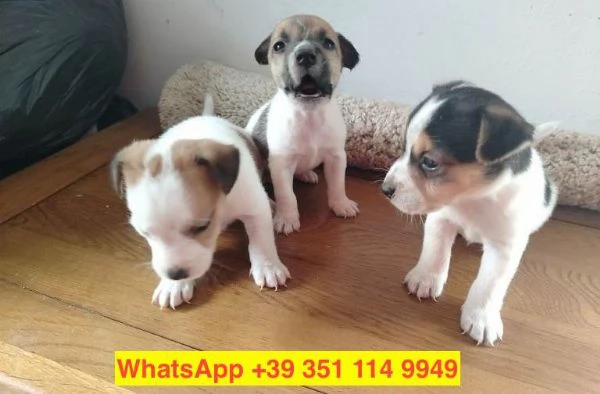  cuccioli di  Jack Russel maschio e femmina