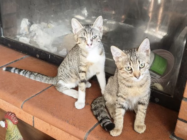 5 gattini cercano casa | Foto 4