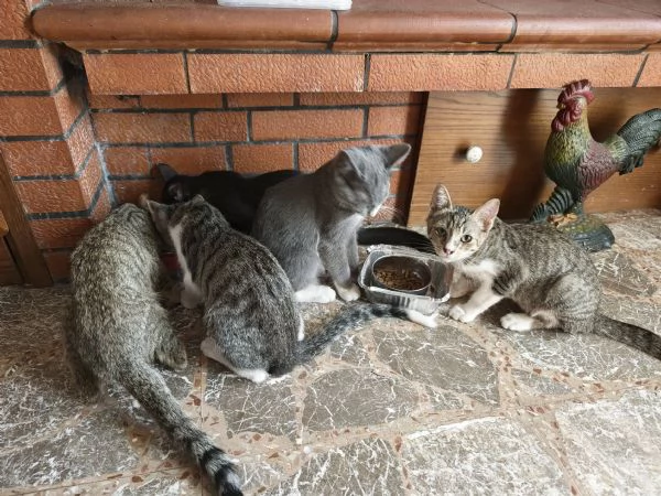 5 gattini cercano casa