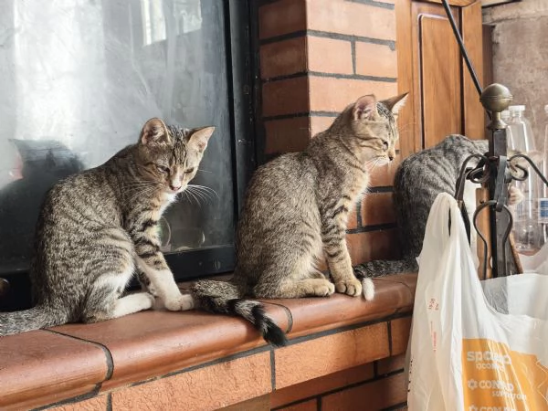 5 gattini cercano casa | Foto 1