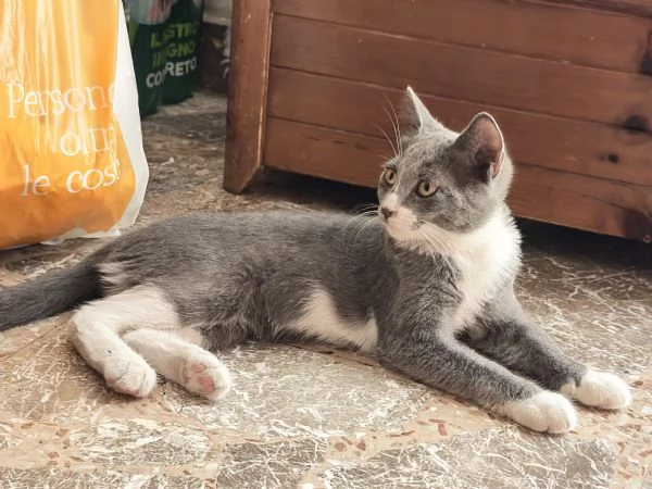 5 gattini cercano casa | Foto 0