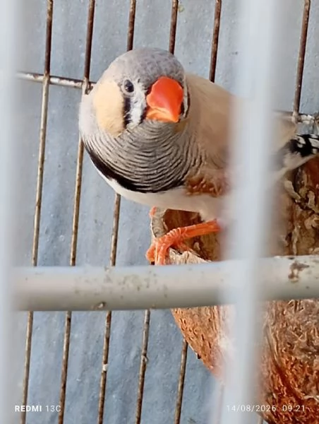 Diamantini uccelli 
