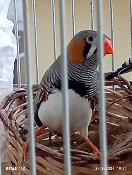 Diamantini uccelli  | Foto 3