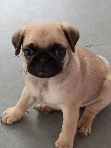 Regalo Bellissimi cuccioli di Carlino subito disponibili