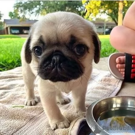 Regalo Bellissimi cuccioli di Carlino subito disponibili | Foto 1