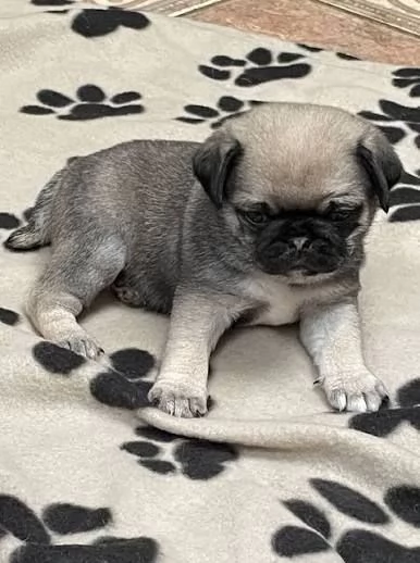 Regalo Bellissimi cuccioli di Carlino subito disponibili | Foto 0