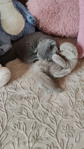 Teneri cuccioli di scottisch fold 