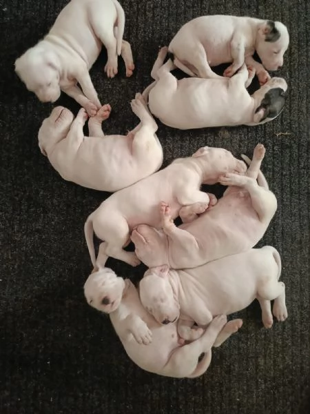 Dogo Argentino cuccioli 