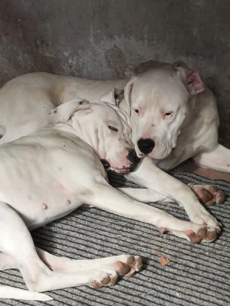 Dogo Argentino cuccioli  | Foto 5