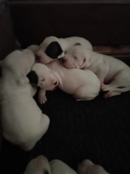Dogo Argentino cuccioli  | Foto 4