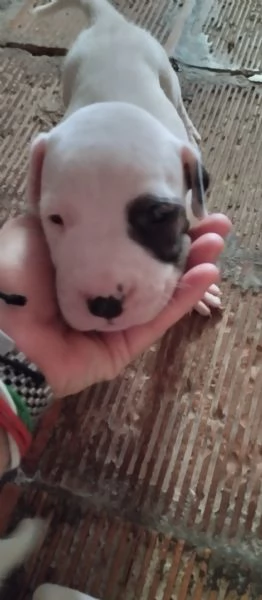 Dogo Argentino cuccioli  | Foto 3