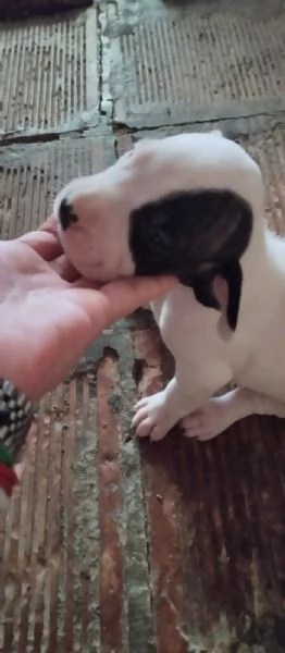 Dogo Argentino cuccioli  | Foto 2