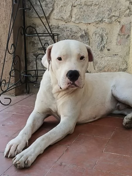 Dogo Argentino cuccioli  | Foto 1
